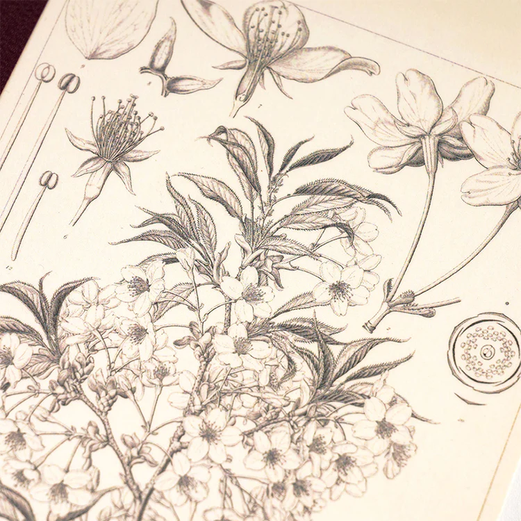 Hobonichi A5 Graph Notebook, Tomitaro Makino: Yamazakura - Image 5