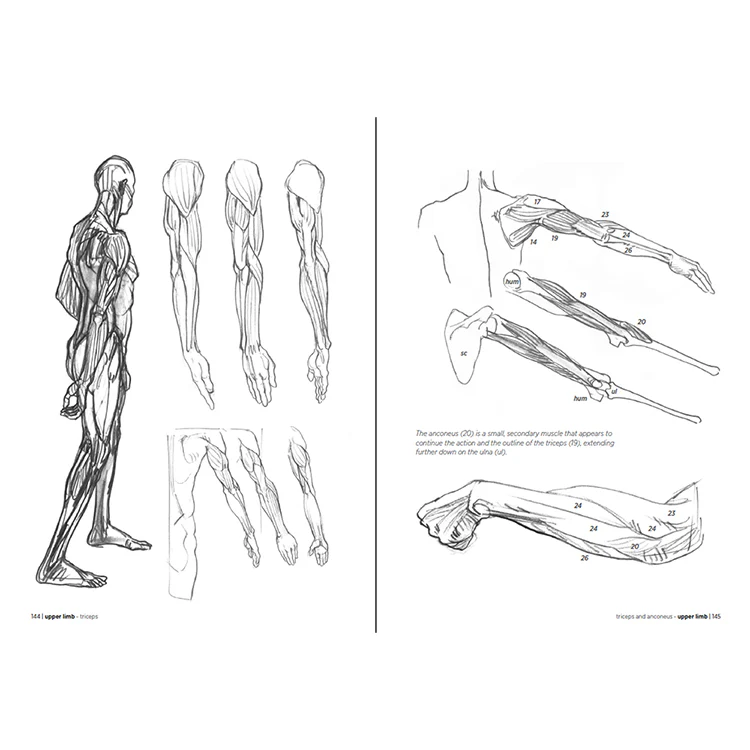 Morpho: Anatomy for Artists - Image 3